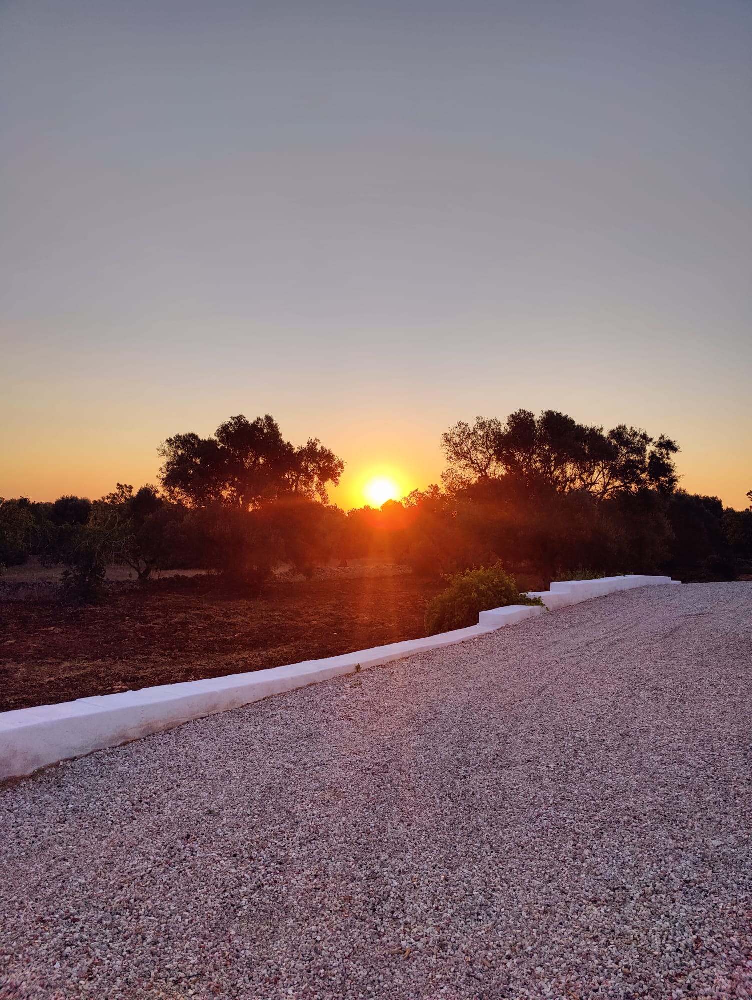 Trullo and olive trees